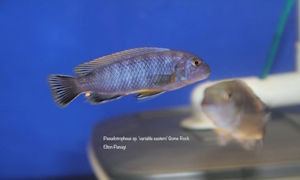 Pseudotropheus sp. 'variable eastern'